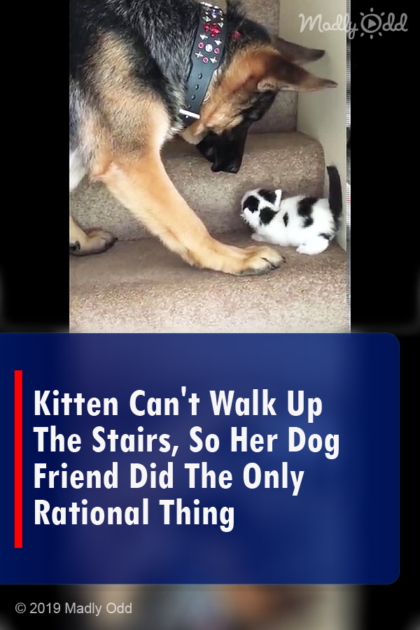 Kitten Can\'t Walk Up The Stairs, So Her Dog Friend Did The Only Rational Thing