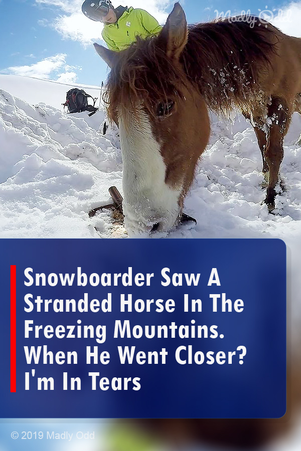 Snowboarder Saw A Stranded Horse In The Freezing Mountains. When He Went Closer? I\'m In Tears