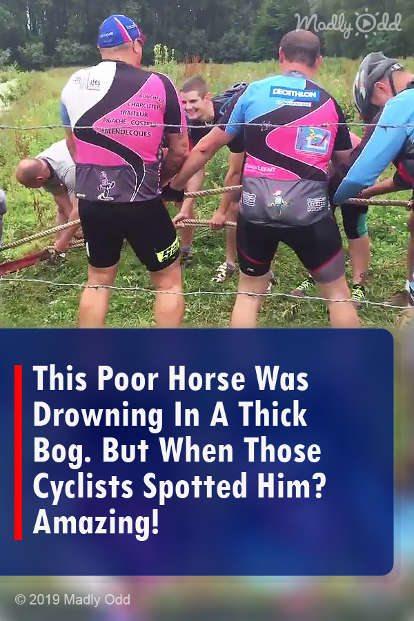 This Poor Horse Was Drowning In A Thick Bog. But When Those Cyclists Spotted Him? Amazing!