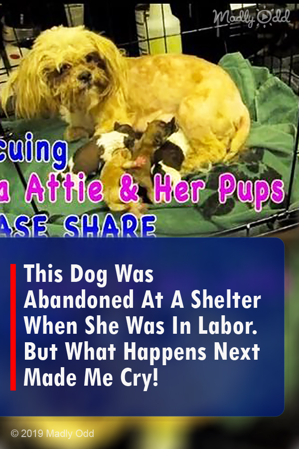 This Dog Was Abandoned At A Shelter When She Was In Labor. But What Happens Next Made Me Cry!