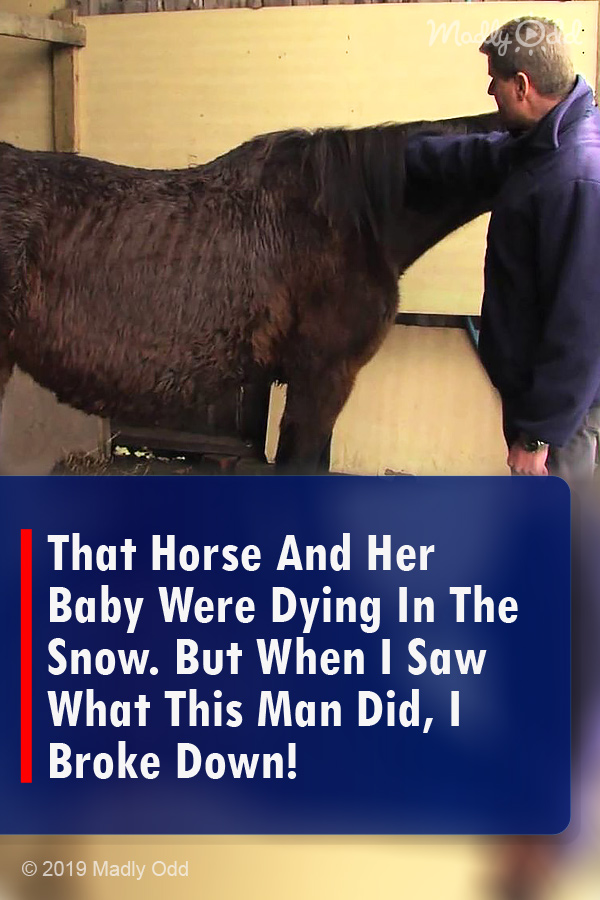 That Horse And Her Baby Were Dying In The Snow. But When I Saw What This Man Did, I Broke Down!