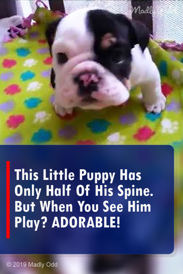 This Little Puppy Has Only Half Of His Spine. But When You See Him Play? ADORABLE!