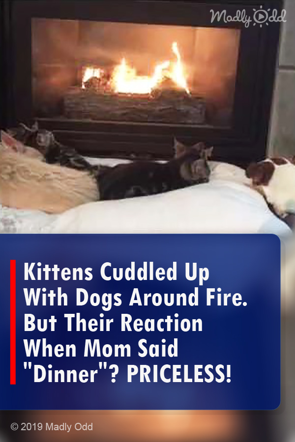 Kittens Cuddled Up With Dogs Around Fire. But Their Reaction When Mom Said \