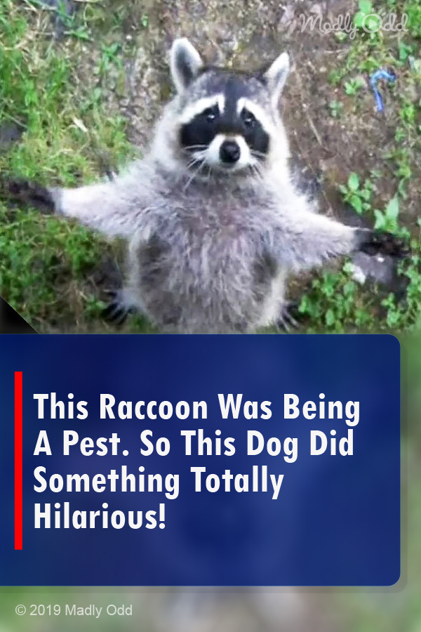 This Raccoon Was Being A Pest. So This Dog Did Something Totally Hilarious!
