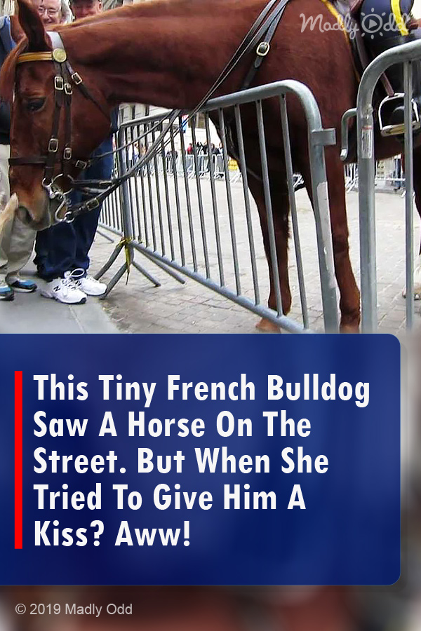 This Tiny French Bulldog Saw A Horse On The Street. But When She Tried To Give Him A Kiss? Aww!
