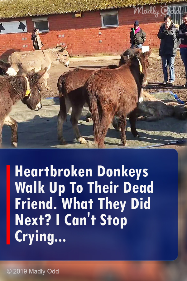 Heartbroken Donkeys Walk Up To Their Dead Friend. What They Did Next? I Can\'t Stop Crying...
