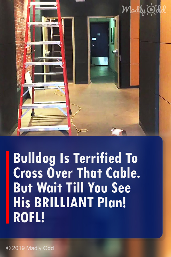 Bulldog Is Terrified To Cross Over That Cable. But Wait Till You See His BRILLIANT Plan! ROFL!