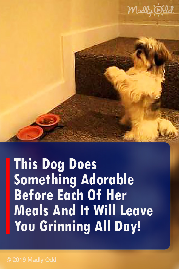 This Dog Does Something Adorable Before Each Of Her Meals And It Will Leave You Grinning All Day!