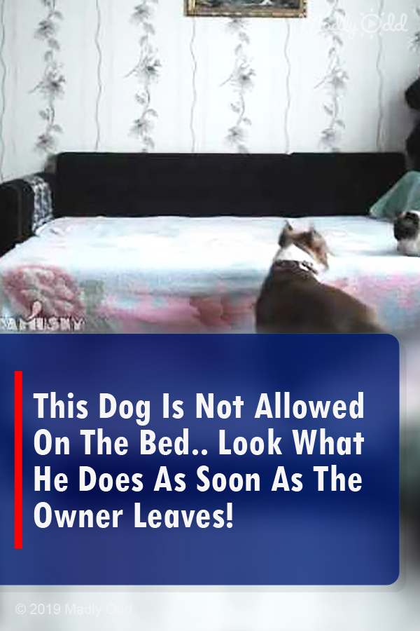 This Dog Is Not Allowed On The Bed.. Look What He Does As Soon As The Owner Leaves!