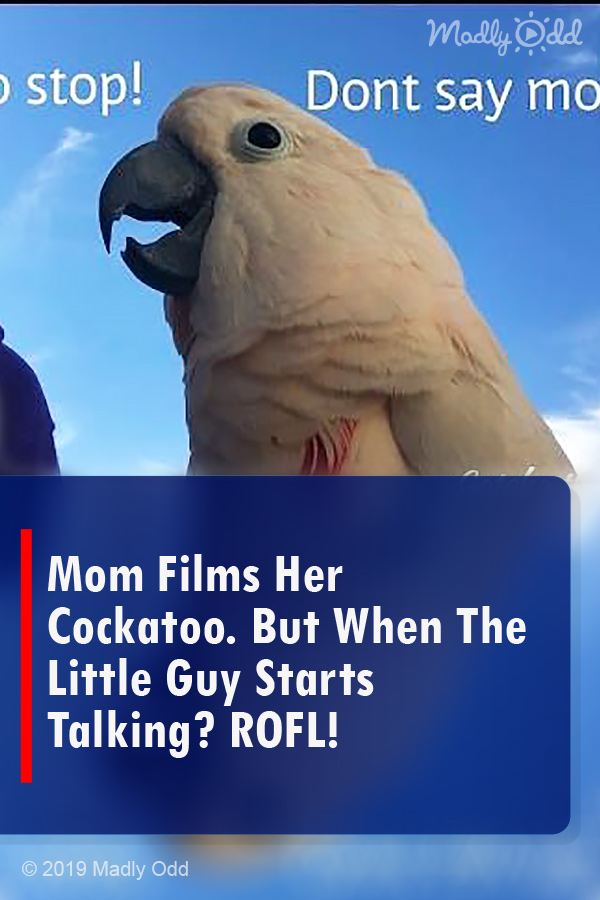 Mom Films Her Cockatoo. But When The Little Guy Starts Talking? ROFL!
