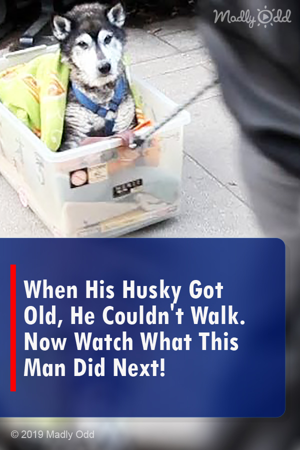 When His Husky Got Old, He Couldn\'t Walk. Now Watch What This Man Did Next!
