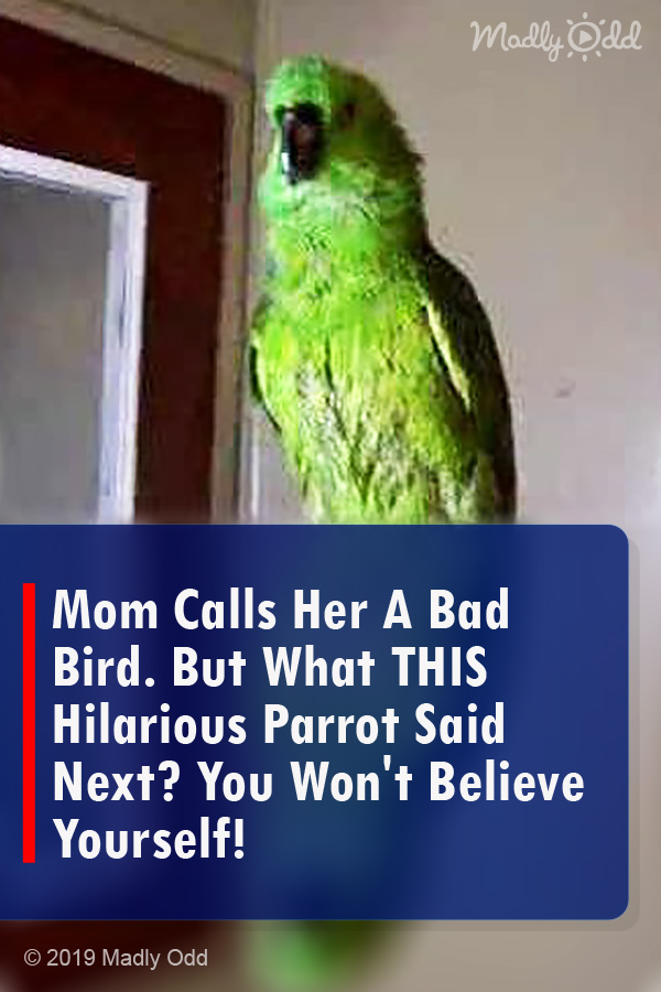 Mom Calls Her A Bad Bird. But What THIS Hilarious Parrot Said Next? You Won\'t Believe Yourself!
