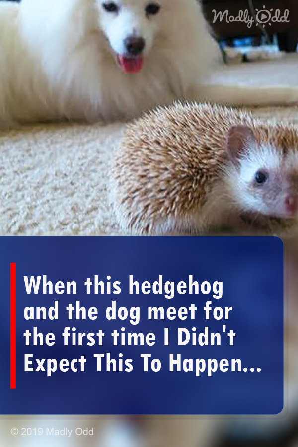 When this hedgehog and the dog meet for the first time I Didn\'t Expect This To Happen...