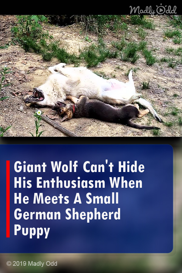 Giant Wolf Can\'t Hide His Enthusiasm When He Meets A Small German Shepherd Puppy