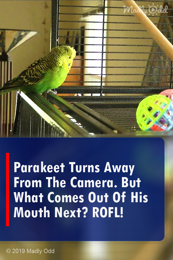 Parakeet Turns Away From The Camera. But What Comes Out Of His Mouth Next? ROFL!