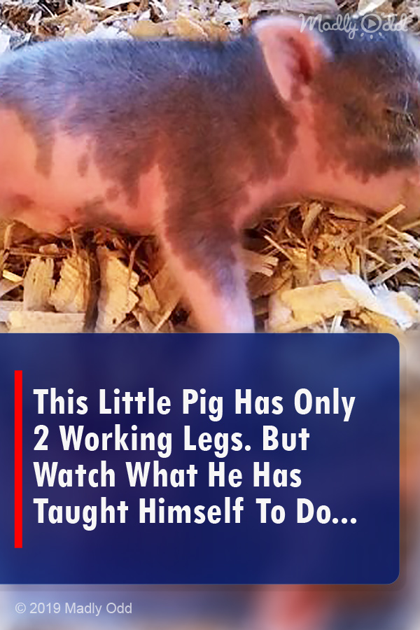 This Little Pig Has Only 2 Working Legs. But Watch What He Has Taught Himself To Do...