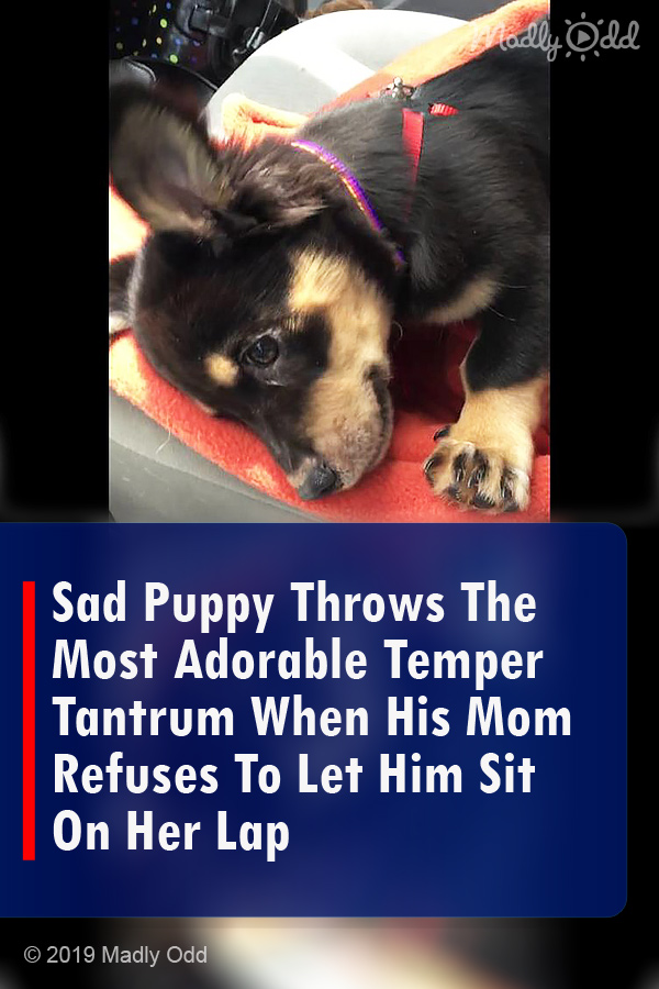 Sad Puppy Throws The Most Adorable Temper Tantrum When His Mom Refuses To Let Him Sit On Her Lap