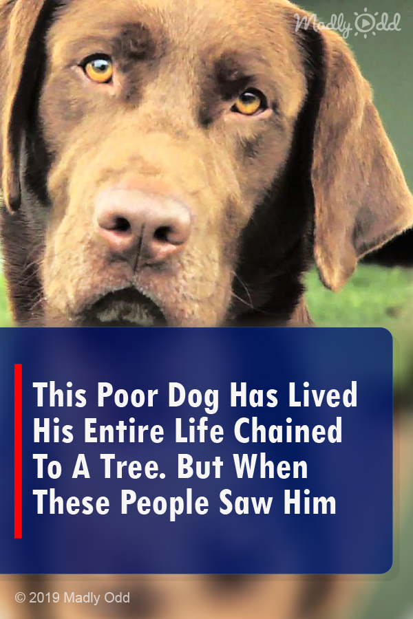 This Poor Dog Has Lived His Entire Life Chained To A Tree. But When These People Saw Him