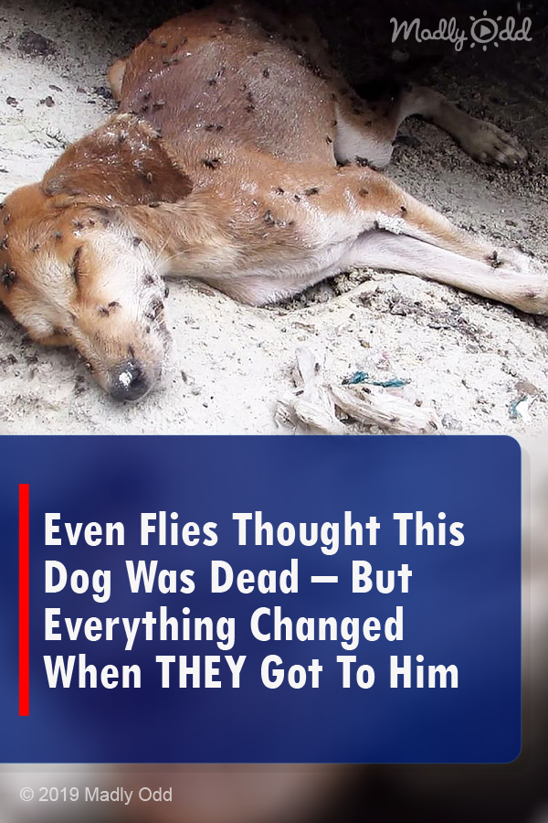 Even Flies Thought This Dog Was Dead – But Everything Changed When THEY Got To Him