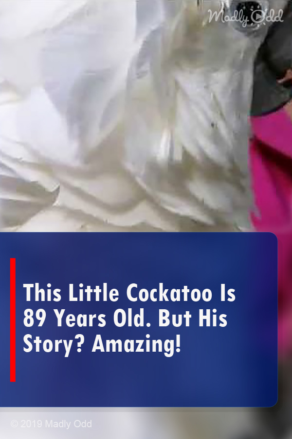 This Little Cockatoo Is 89 Years Old. But His Story? Amazing!