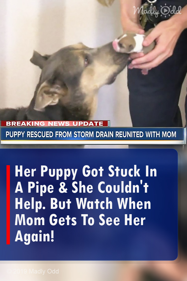 Her Puppy Got Stuck In A Pipe & She Couldn\'t Help. But Watch When Mom Gets To See Her Again!