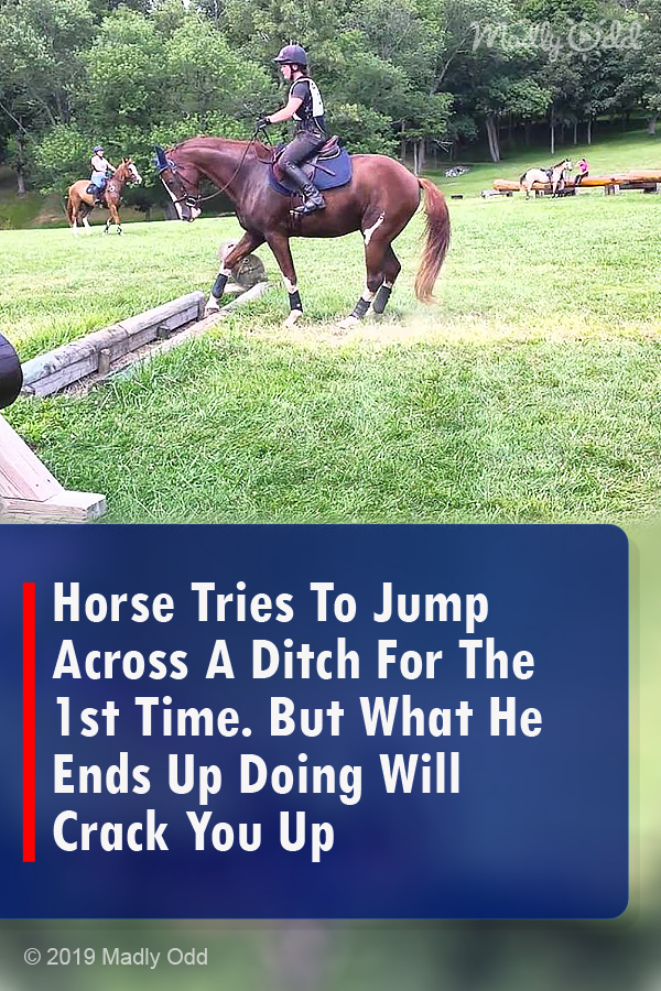 Horse Tries To Jump Across A Ditch For The 1st Time. But What He Ends Up Doing Will Crack You Up