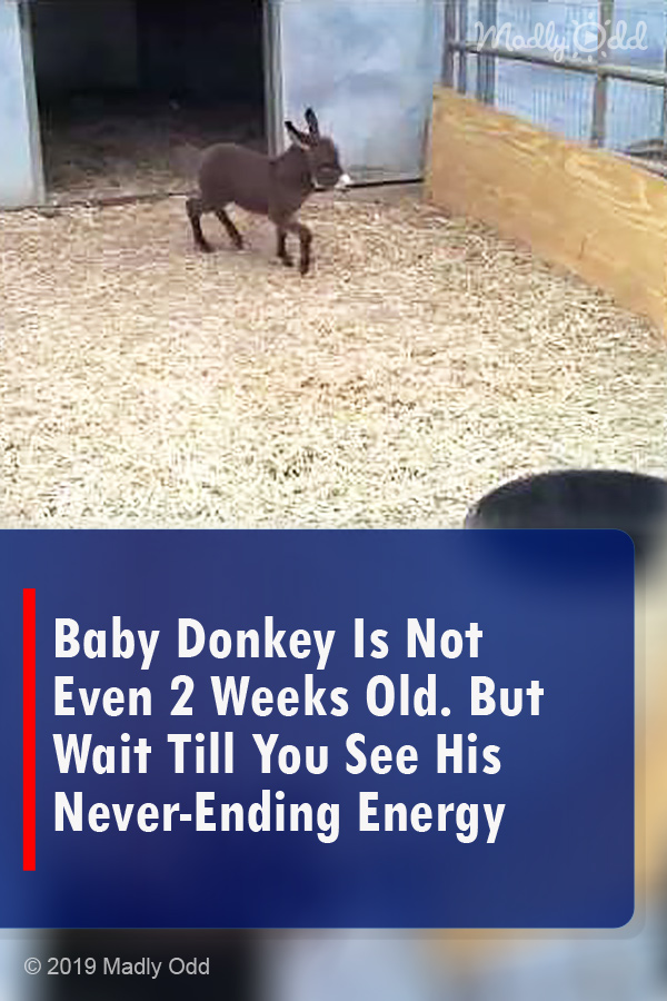 Baby Donkey Is Not Even 2 Weeks Old. But Wait Till You See His Never-Ending Energy
