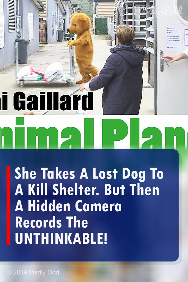 She Takes A Lost Dog To A Kill Shelter. But Then A Hidden Camera Records The UNTHINKABLE!