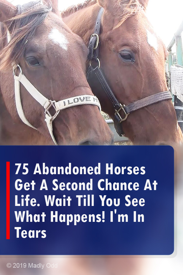 75 Abandoned Horses Get A Second Chance At Life. Wait Till You See What Happens! I\'m In Tears