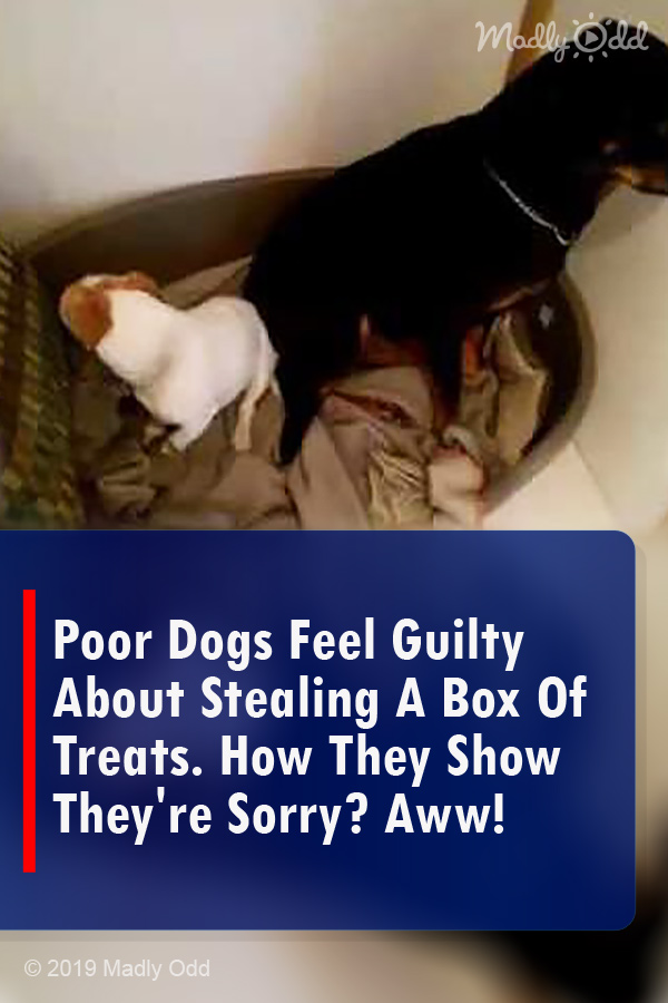 Poor Dogs Feel Guilty About Stealing A Box Of Treats. How They Show They\'re Sorry? Aww!