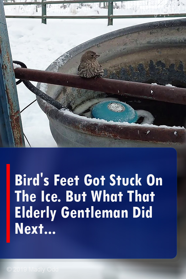 Bird\'s Feet Got Stuck On The Ice. But What That Elderly Gentleman Did Next...