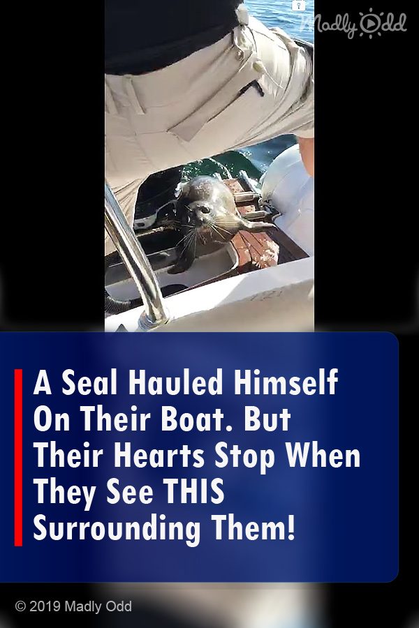 A Seal Hauled Himself On Their Boat. But Their Hearts Stop When They See THIS Surrounding Them!