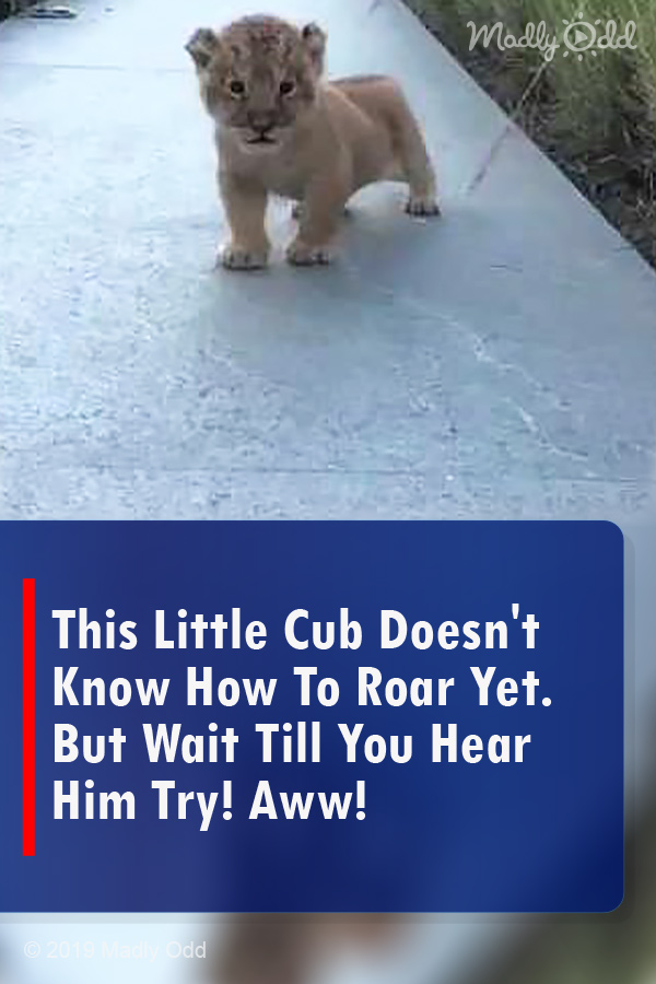 This Little Cub Doesn\'t Know How To Roar Yet. But Wait Till You Hear Him Try! Aww!