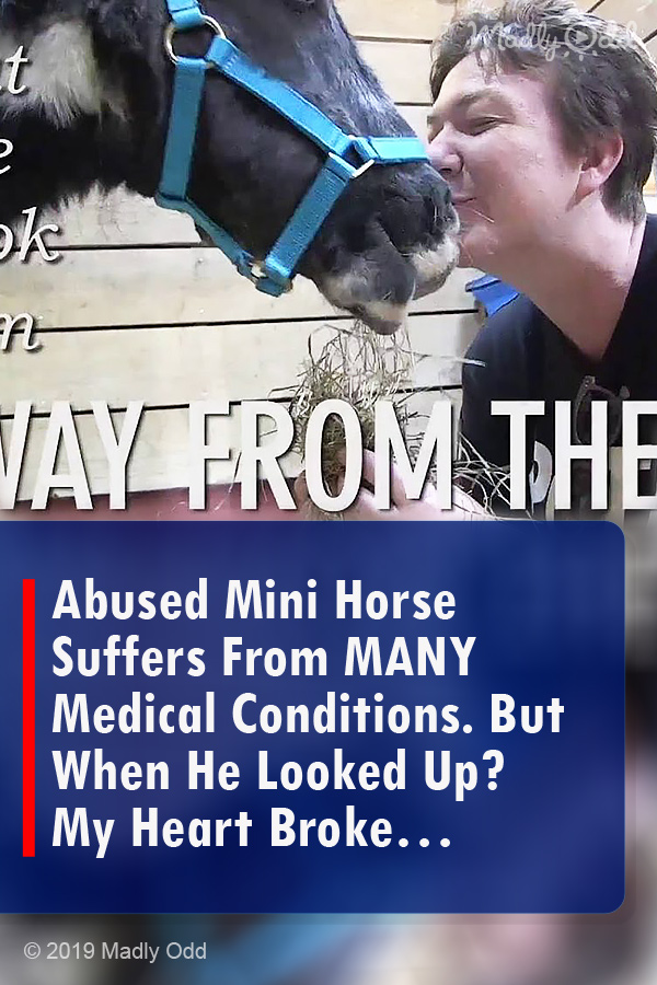 Abused Mini Horse Suffers From MANY Medical Conditions. But When He Looked Up? My Heart Broke…