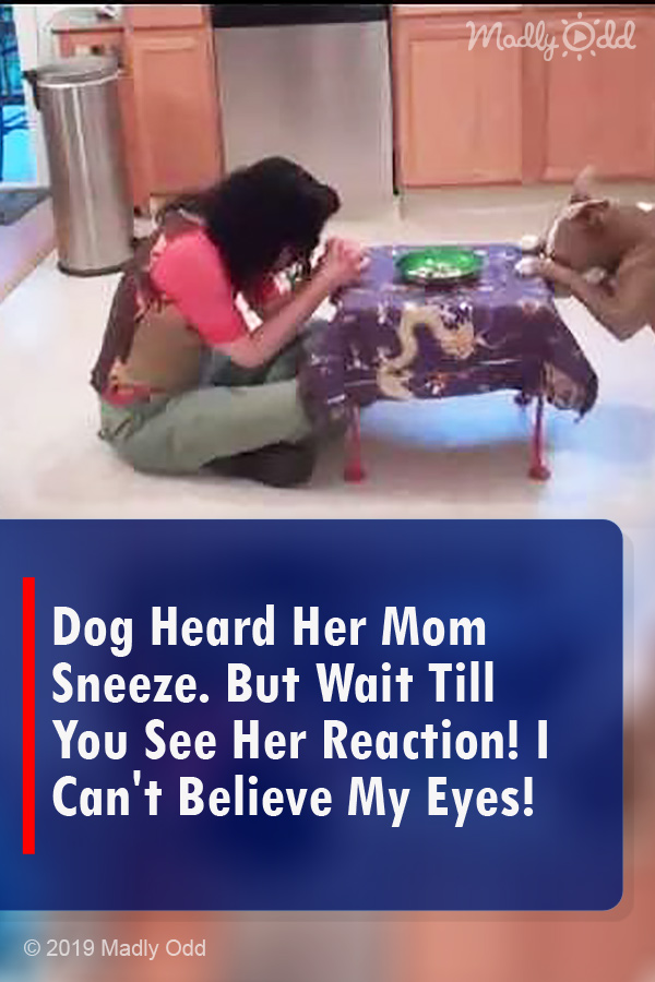 Dog Heard Her Mom Sneeze. But Wait Till You See Her Reaction! I Can\'t Believe My Eyes!