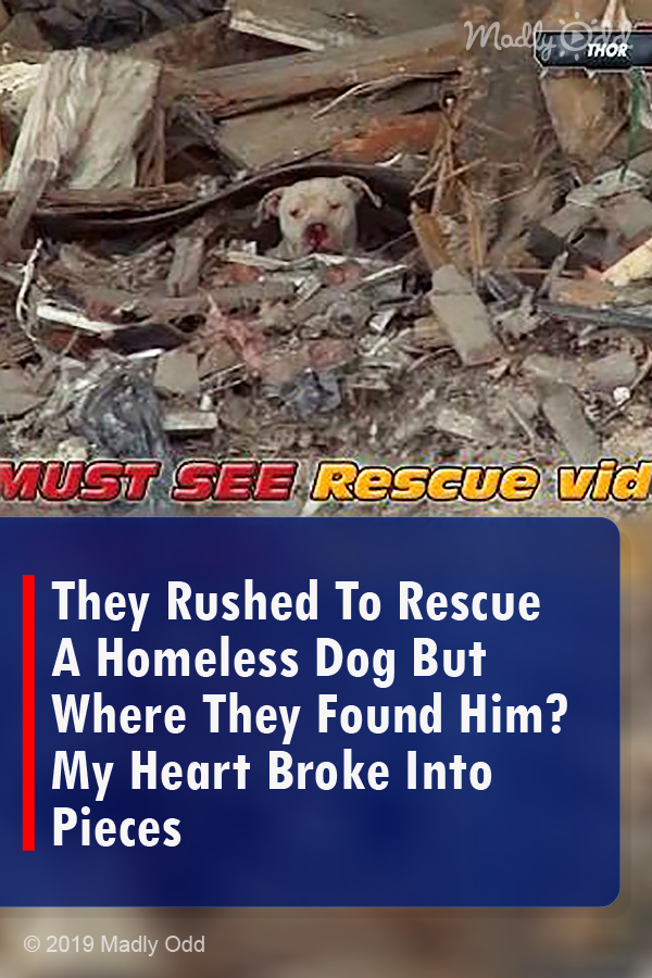 They Rushed To Rescue A Homeless Dog But Where They Found Him? My Heart Broke Into Pieces