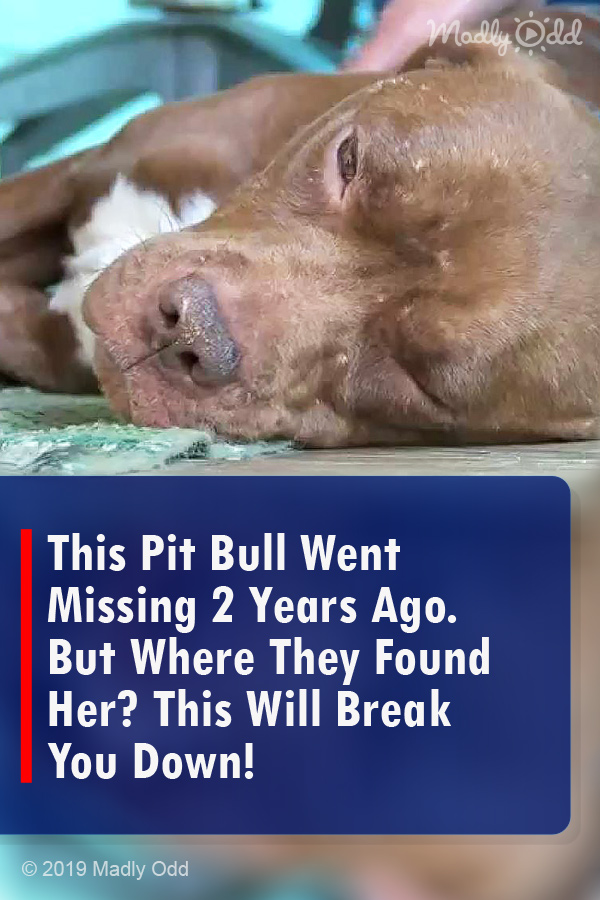 This Pit Bull Went Missing 2 Years Ago. But Where They Found Her? This Will Break You Down!
