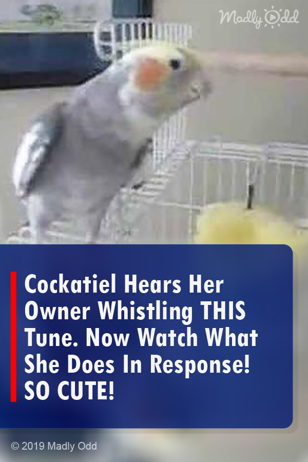 Cockatiel Hears Her Owner Whistling THIS Tune. Now Watch What She Does In Response! SO CUTE!
