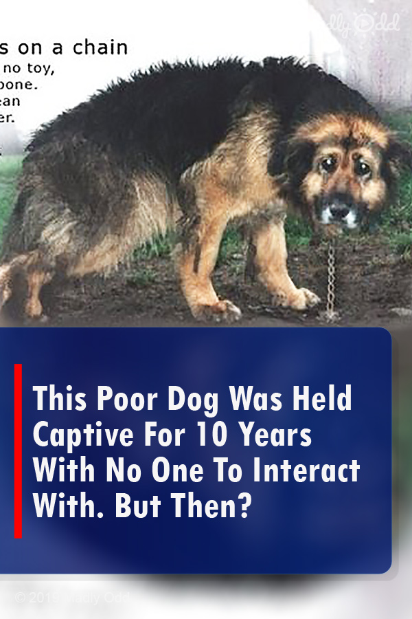 This Poor Dog Was Held Captive For 10 Years With No One To Interact With. But Then?