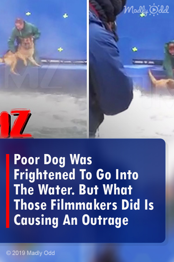 Poor Dog Was Frightened To Go Into The Water. But What Those Filmmakers Did Is Causing An Outrage