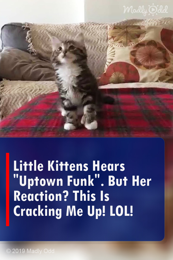Little Kittens Hears \
