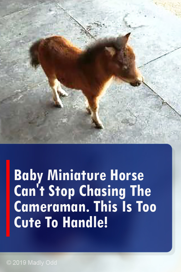 Baby Miniature Horse Can\'t Stop Chasing The Cameraman. This Is Too Cute To Handle!