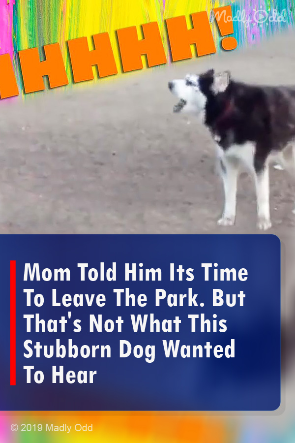 Mom Told Him Its Time To Leave The Park. But That\'s Not What This Stubborn Dog Wanted To Hear