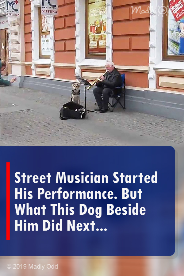 Street Musician Started His Performance. But What This Dog Beside Him Did Next...