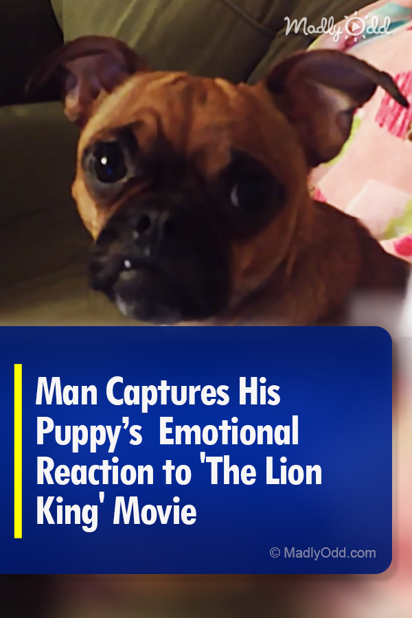 Man Captures His Puppy’s Adorable Reaction to \'The Lion King\' Movie