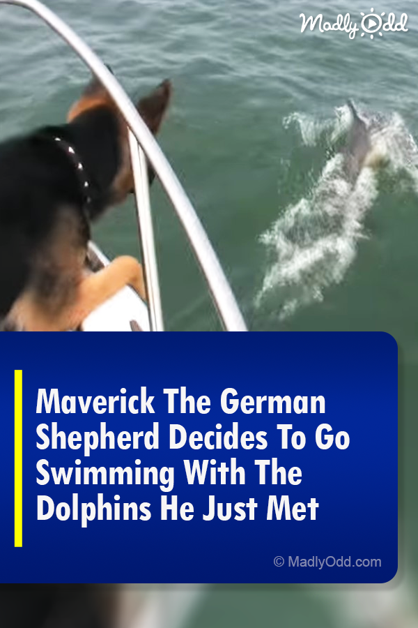 German Shepherd Decides To Go Swimming With Dolphins He Just Met
