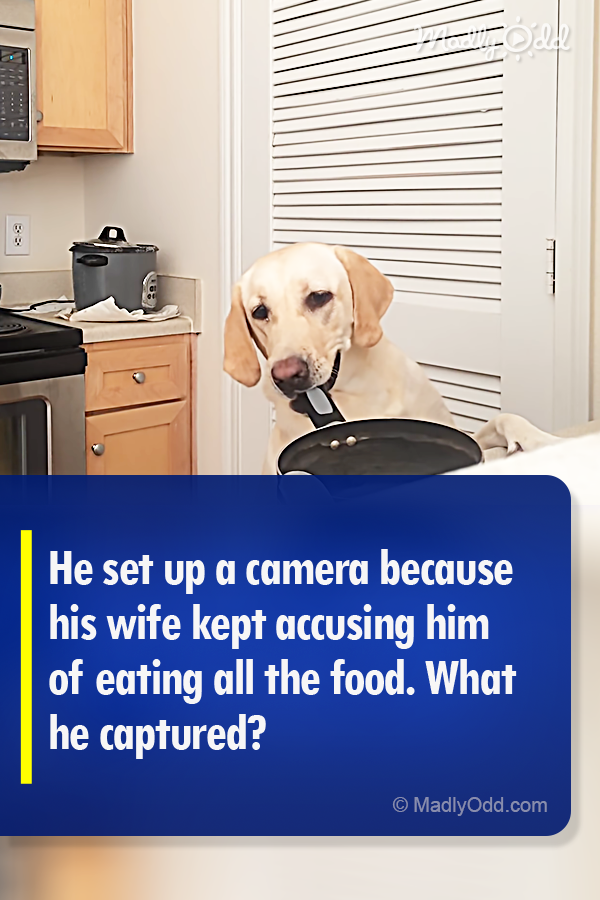 He Set up A Camera Because His Wife Kept Accusing Him of Eating All the Food. What He Captured?