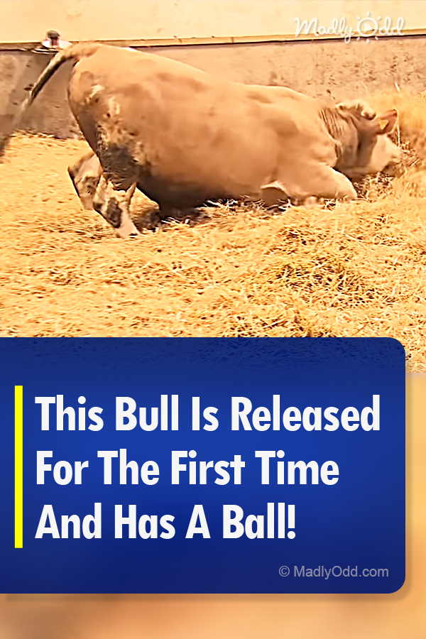 This Bull Is Released For The First Time And Has A Ball!