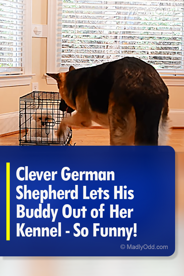 Clever German Shepherd Lets His Buddy Out of Her Kennel - So Funny!
