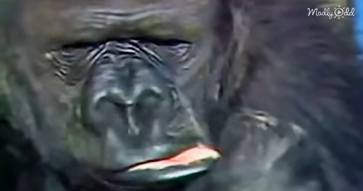 14649-OG2-Koko-the-Gorilla-Grieving-Over-Her-Kitten-Friend-Is-Heartbreaking-and-Beautiful